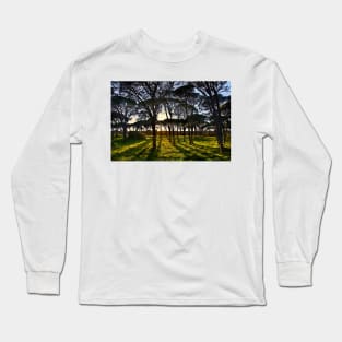 Umbrella pine trees in Strofylia forest Long Sleeve T-Shirt